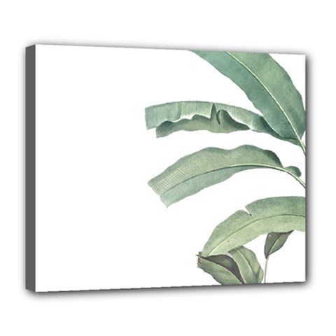 Banana Leaf Deluxe Canvas 24  X 20  (stretched) by goljakoff