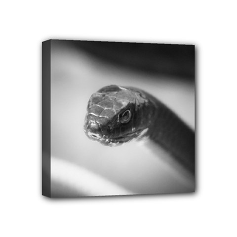 Black And White Snake Mini Canvas 4  X 4  (stretched) by ExtraGoodSauce