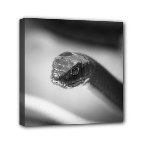 Black And White Snake Mini Canvas 6  X 6  (stretched) by ExtraGoodSauce