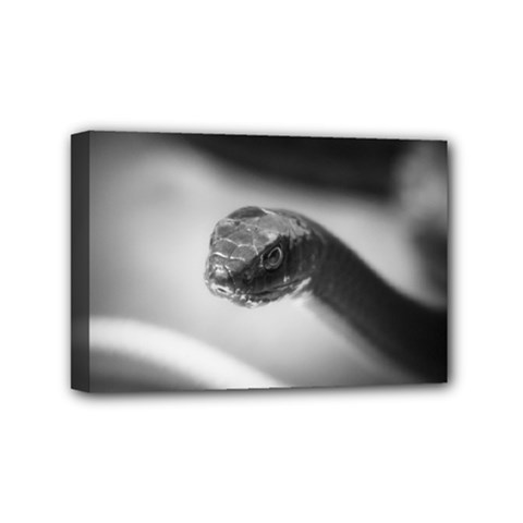 Black And White Snake Mini Canvas 6  X 4  (stretched) by ExtraGoodSauce