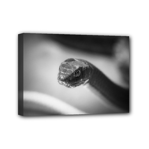 Black And White Snake Mini Canvas 7  X 5  (stretched) by ExtraGoodSauce