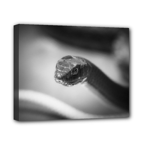 Black And White Snake Canvas 10  X 8  (stretched) by ExtraGoodSauce