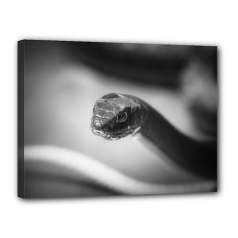 Black And White Snake Canvas 16  X 12  (stretched) by ExtraGoodSauce