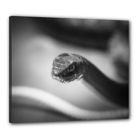 Black And White Snake Canvas 24  X 20  (stretched) by ExtraGoodSauce