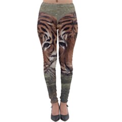 Swimming Tiger Lightweight Velour Leggings by ExtraGoodSauce