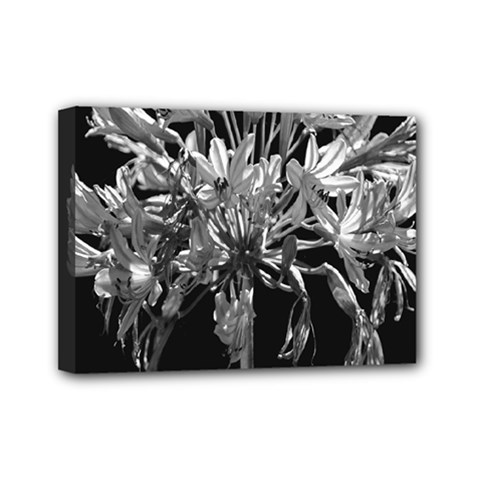 Black And White Lilies Botany Motif Print Mini Canvas 7  X 5  (stretched) by dflcprintsclothing