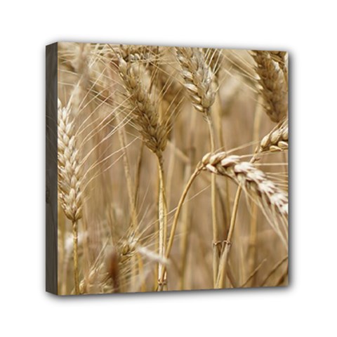 Wheat-field Mini Canvas 6  X 6  (stretched) by SomethingForEveryone