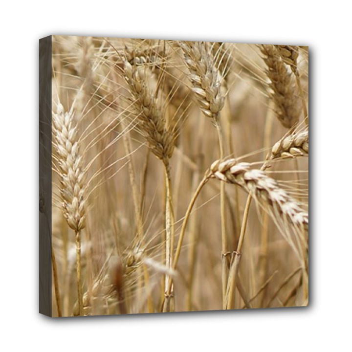 Wheat-field Mini Canvas 8  x 8  (Stretched)