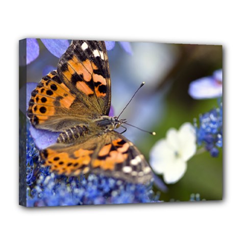 Painted Lady Butterfly Canvas 14  X 11  (framed) by JeanKellyPhoto