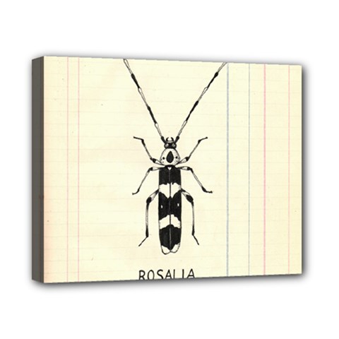 Banded Alder Borer  Canvas 10  X 8  (stretched) by Limerence