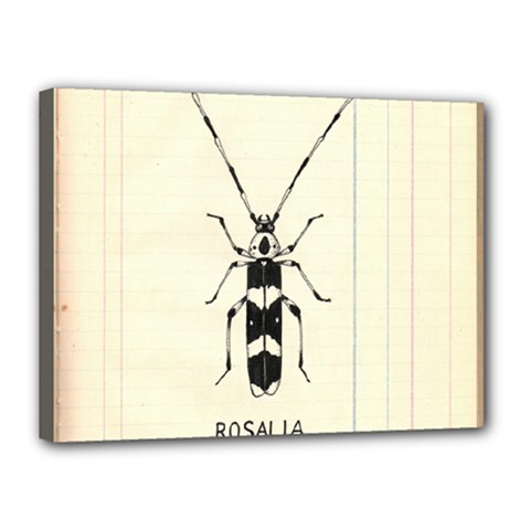 Banded Alder Borer  Canvas 16  X 12  (stretched) by Limerence