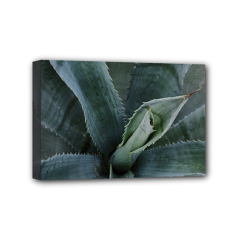 The Agave Heart Under The Light Mini Canvas 6  X 4  (stretched) by DimitriosArt