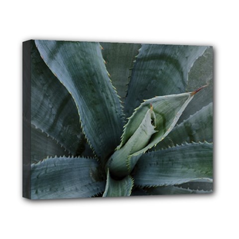 The Agave Heart Under The Light Canvas 10  X 8  (stretched) by DimitriosArt