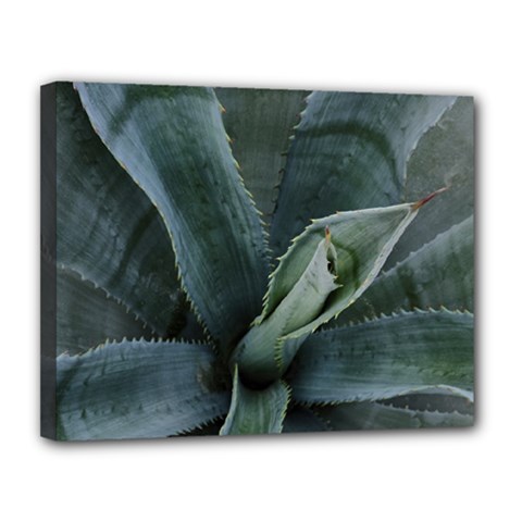 The Agave Heart Under The Light Canvas 14  X 11  (stretched) by DimitriosArt