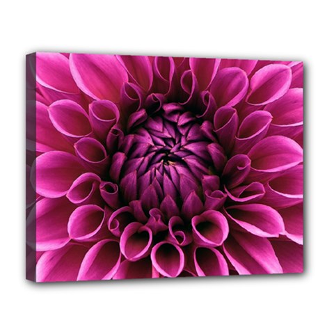 Dahlia-flower-purple-dahlia-petals Canvas 14  X 11  (stretched) by Sapixe