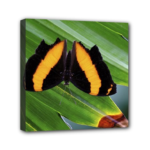 Butterfly  Mini Canvas 6  X 6  (stretched) by DimitriosArt