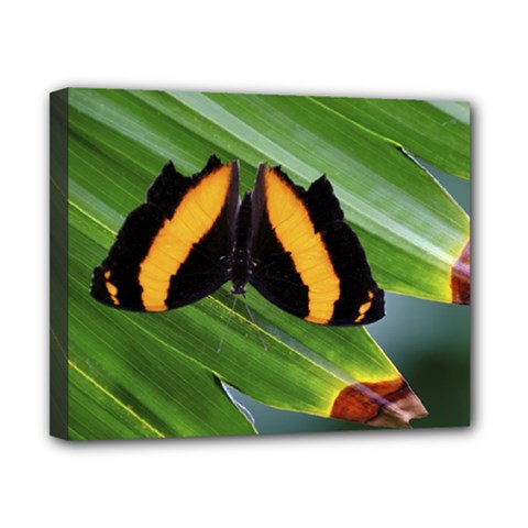 Butterfly  Canvas 10  X 8  (stretched) by DimitriosArt