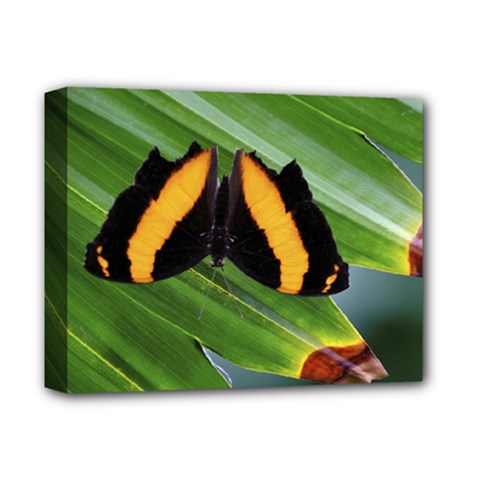 Butterfly  Deluxe Canvas 14  X 11  (stretched) by DimitriosArt