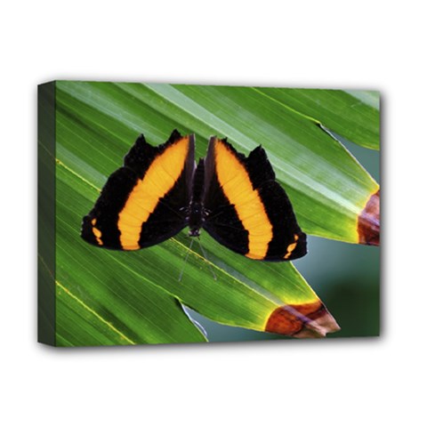 Butterfly  Deluxe Canvas 16  X 12  (stretched)  by DimitriosArt