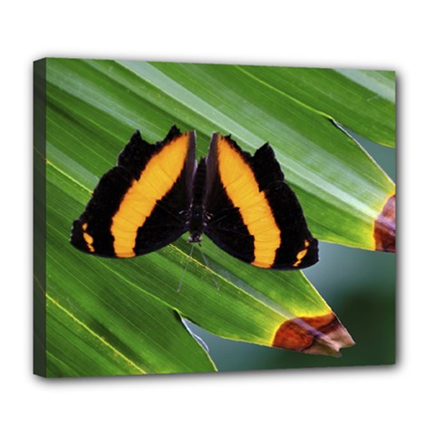 Butterfly  Deluxe Canvas 24  X 20  (stretched) by DimitriosArt