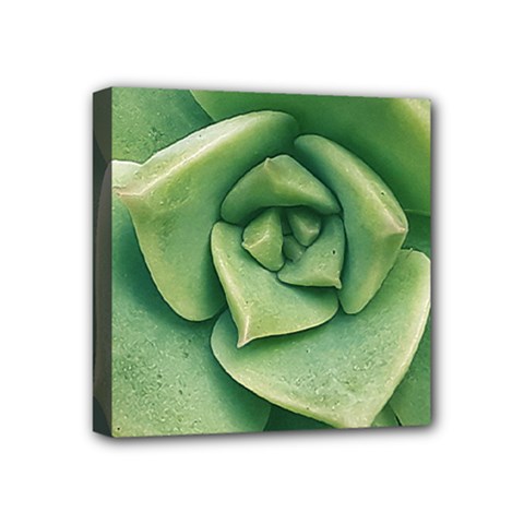 Echeveria Imbricata Closeup Photo Mini Canvas 4  X 4  (stretched) by dflcprintsclothing