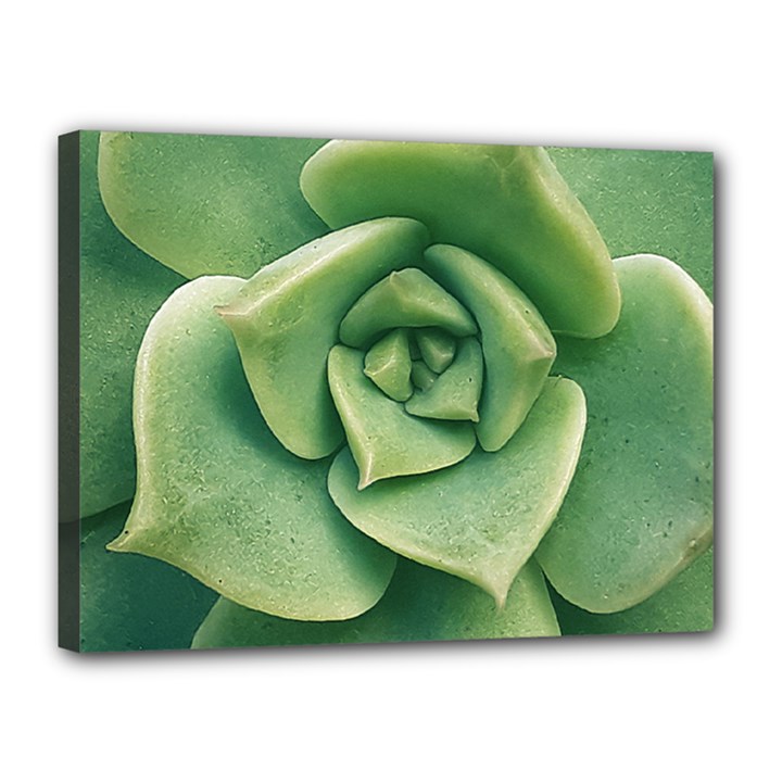 Echeveria Imbricata Closeup Photo Canvas 16  x 12  (Stretched)