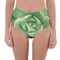 Echeveria Imbricata Closeup Photo Reversible High-waist Bikini Bottoms by dflcprintsclothing