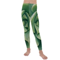 Echeveria Imbricata Closeup Photo Kids  Lightweight Velour Leggings by dflcprintsclothing