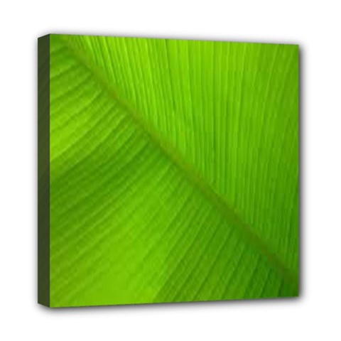 Banana Leaf Mini Canvas 8  X 8  (stretched) by artworkshop