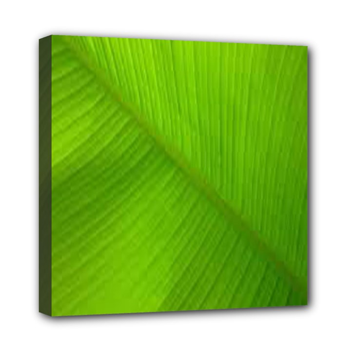 Banana Leaf Mini Canvas 8  x 8  (Stretched)