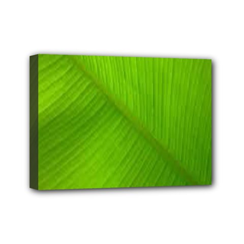 Banana Leaf Mini Canvas 7  X 5  (stretched) by artworkshop