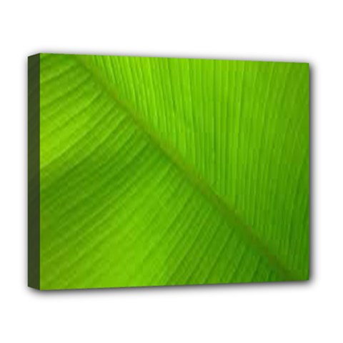 Banana Leaf Deluxe Canvas 20  X 16  (stretched) by artworkshop