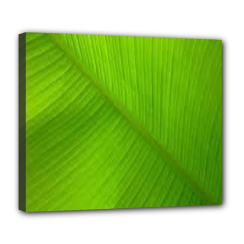 Banana Leaf Deluxe Canvas 24  X 20  (stretched) by artworkshop