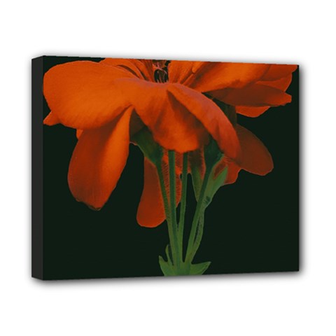 Red Geranium Over Black Background Canvas 10  X 8  (stretched) by dflcprintsclothing