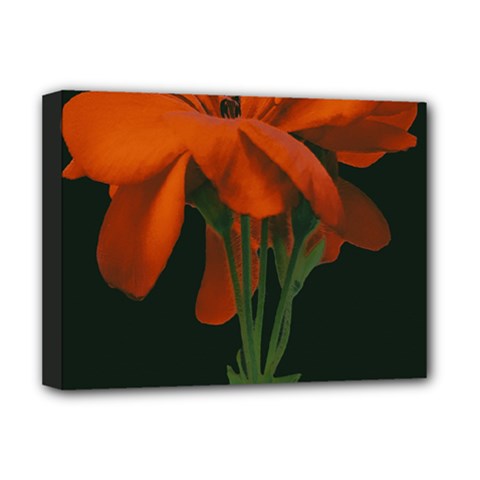 Red Geranium Over Black Background Deluxe Canvas 16  X 12  (stretched)  by dflcprintsclothing