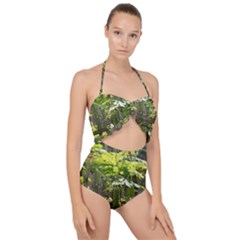 Bitter Melon Scallop Top Cut Out Swimsuit by artworkshop