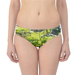 Bitter Melon Hipster Bikini Bottoms by artworkshop