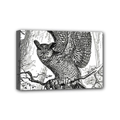 Owl-animals-wild-jungle-nature Mini Canvas 6  X 4  (stretched) by Jancukart