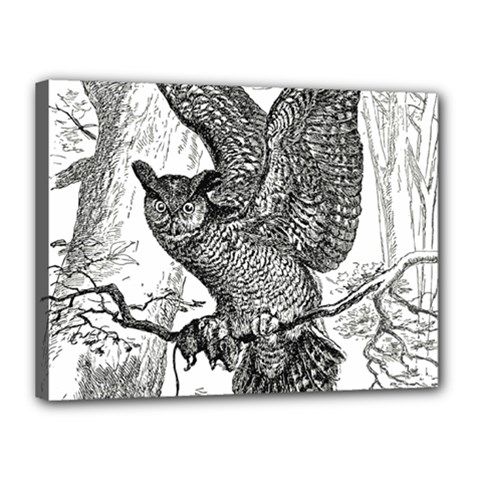 Owl-animals-wild-jungle-nature Canvas 16  X 12  (stretched)