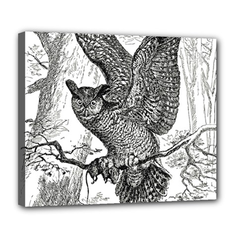 Owl-animals-wild-jungle-nature Deluxe Canvas 24  X 20  (stretched)