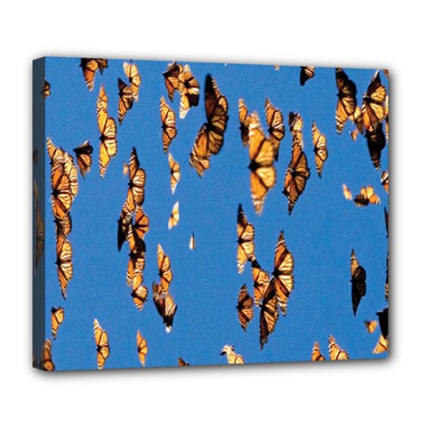 Eastern Monarch Butterfly Deluxe Canvas 24  x 20  (Stretched)