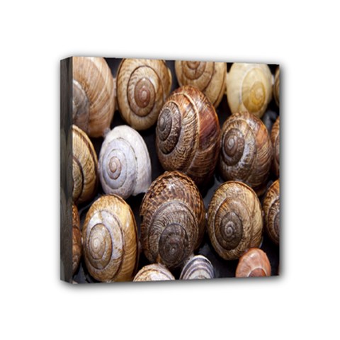 Snail Shells Pattern Arianta Arbustorum Mini Canvas 4  X 4  (stretched) by artworkshop