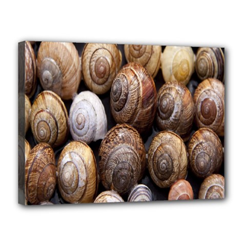 Snail Shells Pattern Arianta Arbustorum Canvas 16  X 12  (stretched) by artworkshop