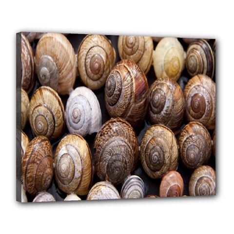 Snail Shells Pattern Arianta Arbustorum Canvas 20  X 16  (stretched) by artworkshop