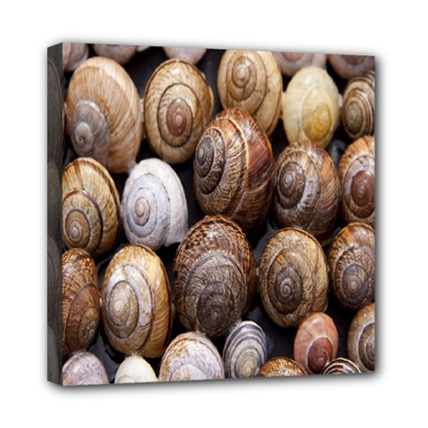 Snail Shells Pattern Arianta Arbustorum Mini Canvas 8  X 8  (stretched) by artworkshop