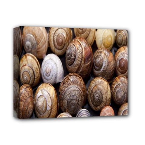 Snail Shells Pattern Arianta Arbustorum Deluxe Canvas 14  X 11  (stretched) by artworkshop