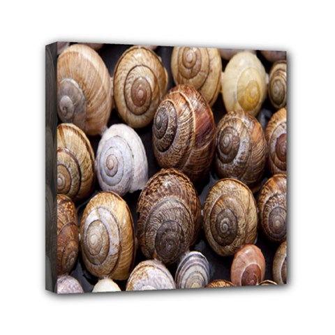 Snail Shells Pattern Arianta Arbustorum Mini Canvas 6  X 6  (stretched) by artworkshop