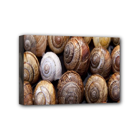 Snail Shells Pattern Arianta Arbustorum Mini Canvas 6  X 4  (stretched) by artworkshop