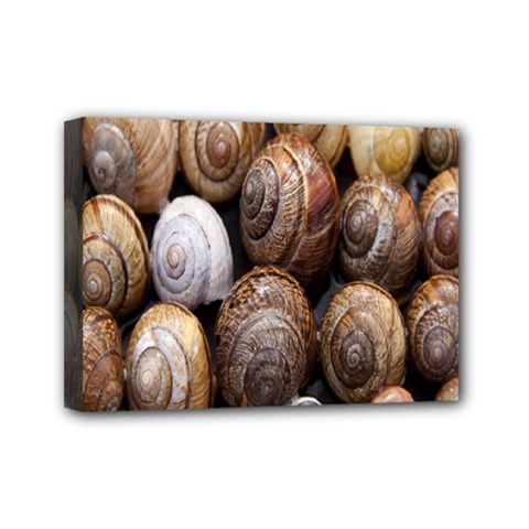 Snail Shells Pattern Arianta Arbustorum Mini Canvas 7  X 5  (stretched) by artworkshop