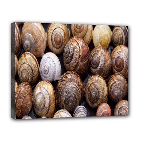 Snail Shells Pattern Arianta Arbustorum Canvas 14  X 11  (stretched) by artworkshop